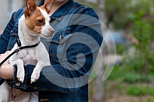 A small dog of decorative breed of that fox terrier of white color with red and fawn spots and brown nose sits on the hands of a