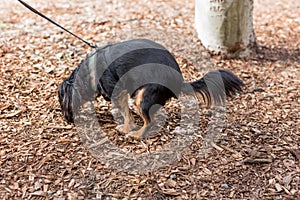 Small dog defecating in an outdoor park