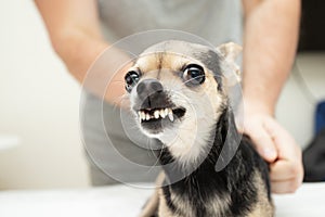 Small dog does not allow himself to be stroked, grins and bites, dangerous little dog