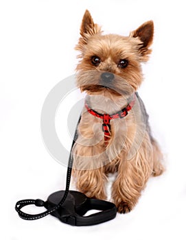 Small Dog with Dog-lead