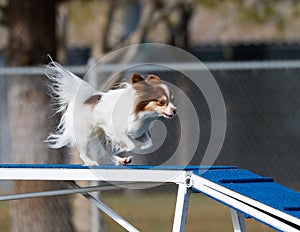 Small dog on the dog walk in agility