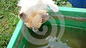 Small dog drinks water from a large plastic container. Homeless animals concept.