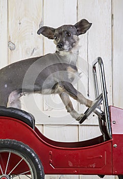 Small dog driving a car