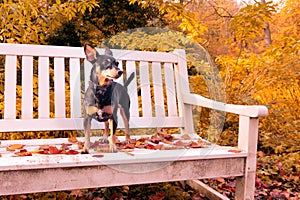 Small dog dwarf german pinscher standing on the bench with autumn sun and color full leaves in the wood.