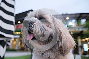 Small dog enjoy relaxing in pet park and dog supermarket