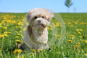 Small dog in a field of dandelions
