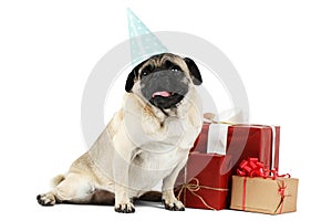 A small dog with a flat snout and a blue cap sits near the boxes with gifts. Isolated.