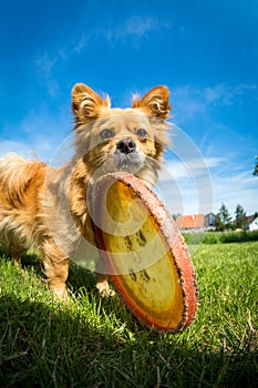 Small dog with frisbee