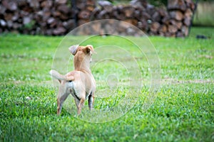 Small dog in the grass in Missouri