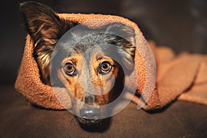 Small dog hiding under blanket photo