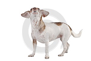 Small Dog Howling On A White Background
