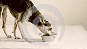 Small dog hungry, puppy eats food from a bowl