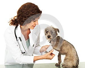 Small Dog With Injured Paw At Vet Office