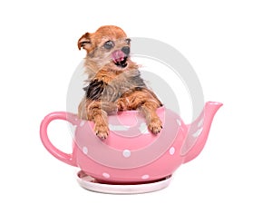 Small dog inside the tea pot, licking its nose