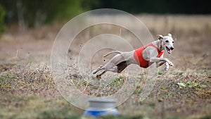 Small Dog Italian Greyhound pursues bait in the field