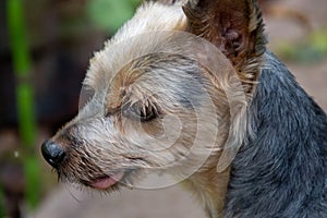 Small dog with its tongue sticking out