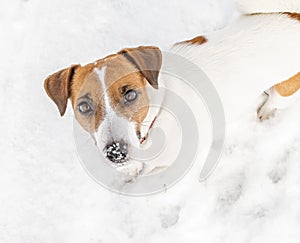 A small dog Jack russel terrier playing in snow and looking into camera. A cute doggy portrait in winter at cold frosty weather. W