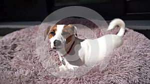 Small dog Jack Russell terrier lying down relaxing in fluffy purple pet bed.