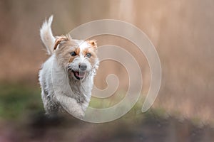 Small dog Jack Russell terrier mix beautifully poses for a portrait in autumn forest. Blurred background and autumn colors, green,