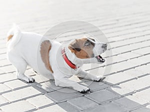 A small dog jack russell terrier in red collar running, jumping, playing and barking on gray sidewalk tile at sunny