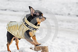Small dog jacket cold in the winter. Chihuahua in winter clothes on a background of snow. Chihuahua