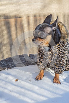 Small dog jacket cold in the winter. Chihuahua in winter clothes on a background of snow. Chihuahua. Dog on a