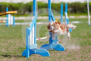 Small dog jumping over an obstacle on its course in dog agility sport competition