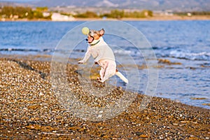 Small dog jumping up to catch tennis ball near water at sea beach