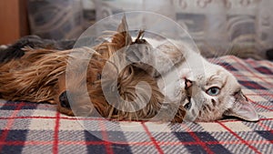 A small dog and and kitten sleep at home