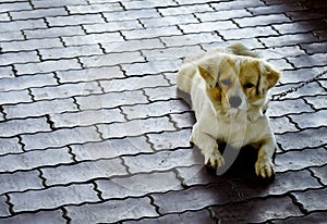 Small dog laying on floor