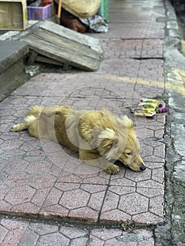 Small dog laying head down pose on sidewalk