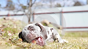 Small dog looking at camera ,turning head ,playful , eating. Dalmatian puppy on meadow.puppy playing outdoor. Lovely pet