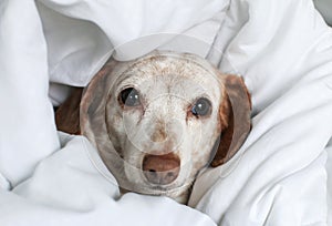 Small Dog Looking Up From Under Bed Covers