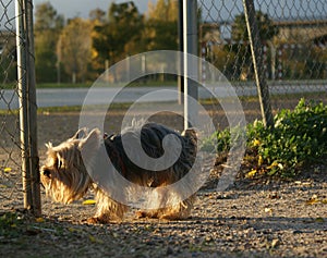 Small dog looking where he will leave his trail