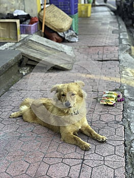 Small dog looks in camera pose on sidewalk