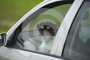 Small dog looks out of the car window - jack russell terrier