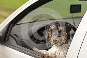 Small dog looks out of the car window - jack russell terrier