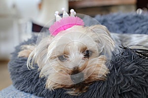 Small dog lying in bed with pink crown