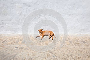 Small dog lying head up on floor of street with white wall