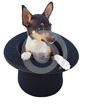 Small dog in a magician hat