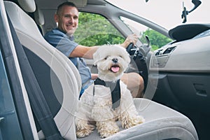 Dog traveling in a car