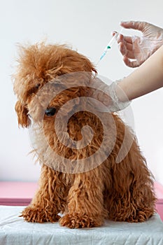 A small dog, a miniature poodle red brown, is sitting on a table, a hand is holding him by the withers, the second hand photo