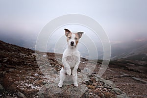 Small dog in the mountains. Traveling with a pet.