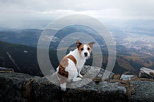 Small dog in the mountains. Traveling with a pet.