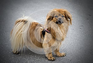 Small dog with ocker fur photographed with tarmac background.