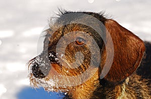 Small dog outside in snow