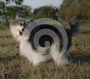 Dog unknown breed is cheerfull and posing