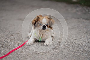 Pekingese puppy photo