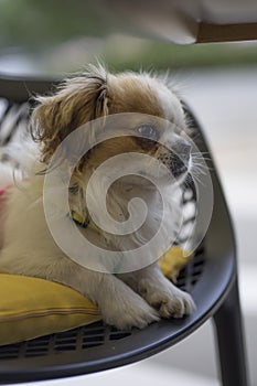 Pekingese puppy photo