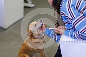 Small dog petted in office